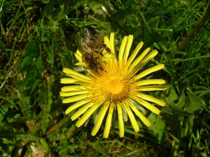 Vente de pollen Strasbourg