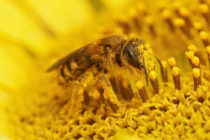 Vente de pollen frais Strasbourg