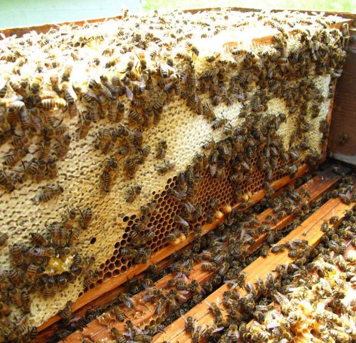 Vente de propolis et de miel Strasbourg