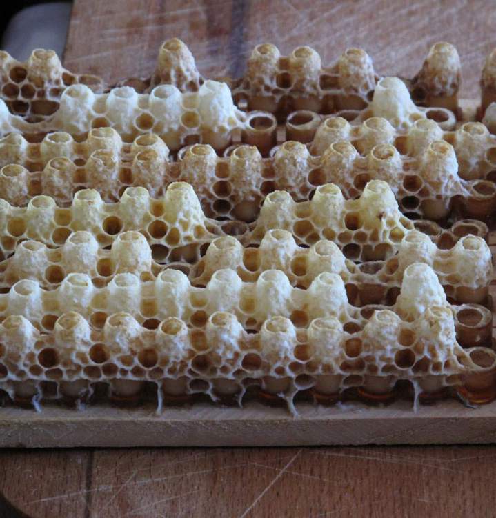 Gelée royale issue d’une technique d’apiculture naturelle