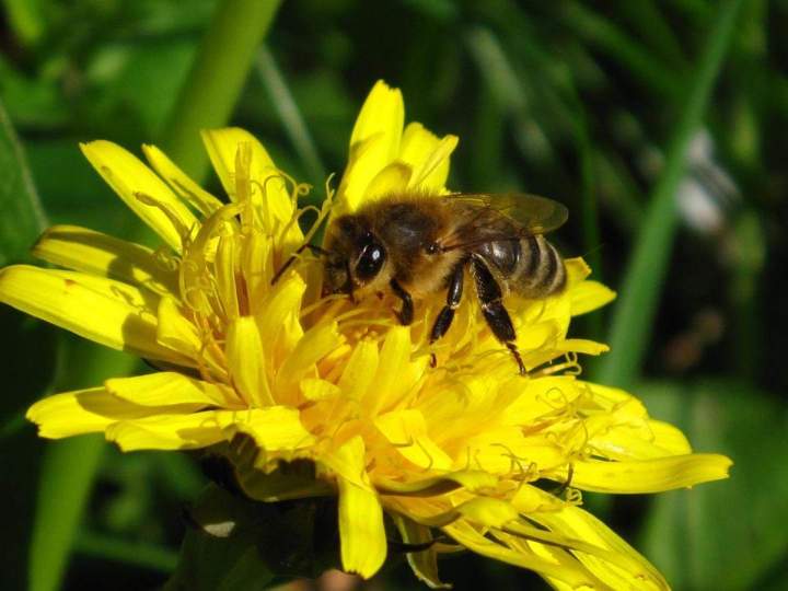 Vente de pollen Strasbourg