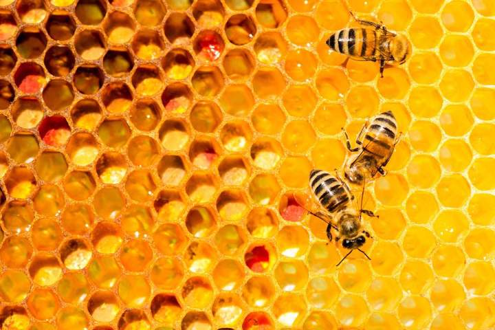 Vente de pollen Strasbourg