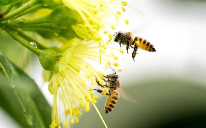 Vente de propolis et de miel Strasbourg